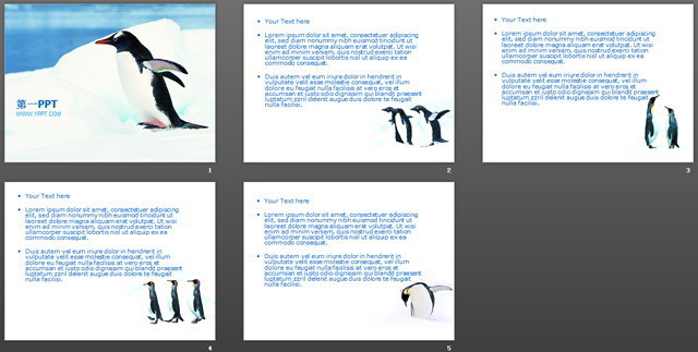 南极企鹅保护动物PPT模板